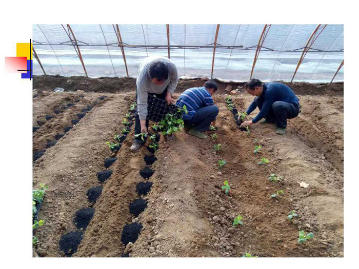 蔬菜连作土壤的生态改良